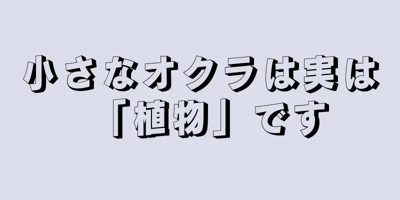 小さなオクラは実は「植物」です